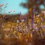 plantes pour la mémoire