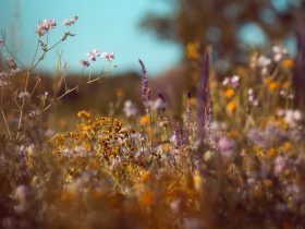 plantes pour la mémoire