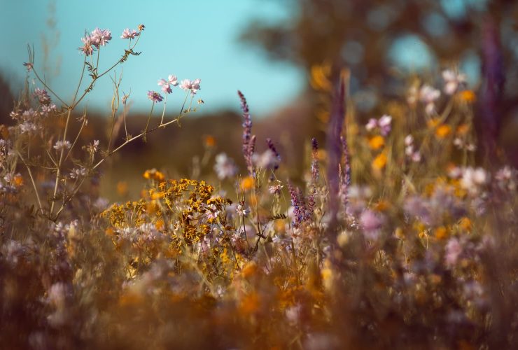 plantes pour la mémoire