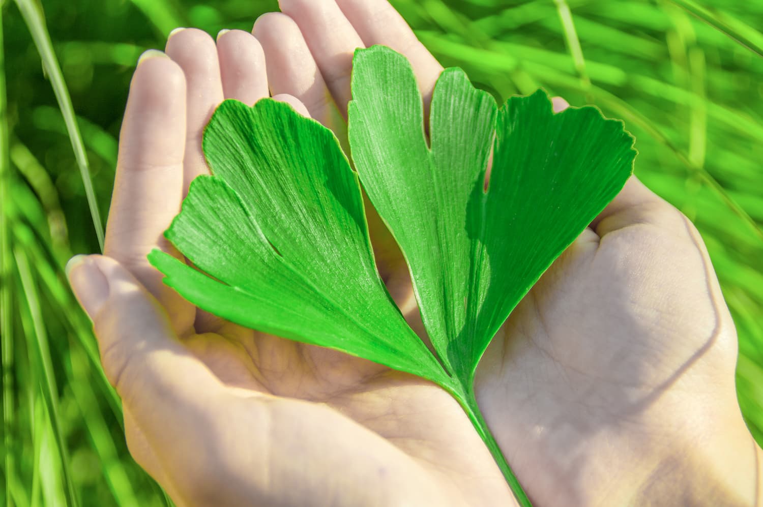 plantes pour la mémoire