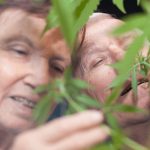 cbd alzheimer