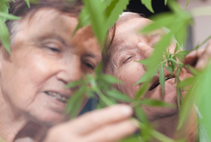 cbd alzheimer
